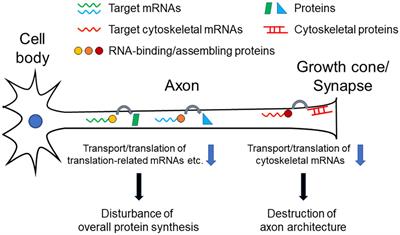 Axonal Transport and Local Translation of mRNA in Neurodegenerative Diseases